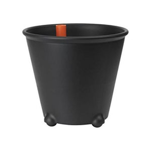 Beaucarnea Recurvata