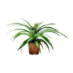 Ananas Potted plant