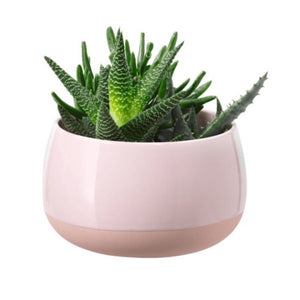Succulent Plant with Pot in Pink